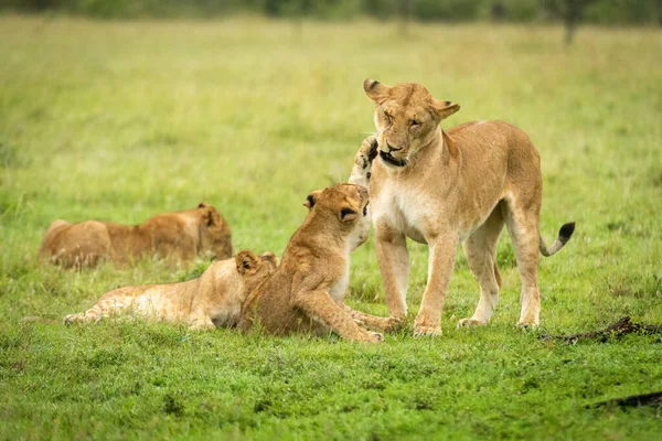 León Cachorro Levantamiento Pata Bofetada Madre — Foto de Stock