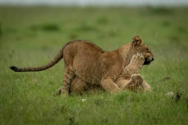 狮子宝宝躺在草地上打耳光 — 图库照片