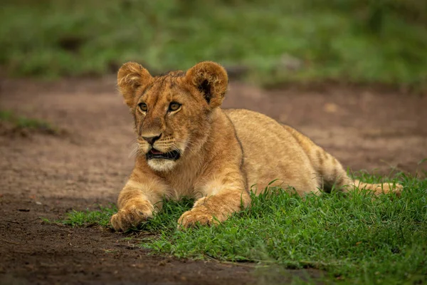 León Cachorro Encuentra Mirando Hacia Adelante Hierba — Foto de Stock