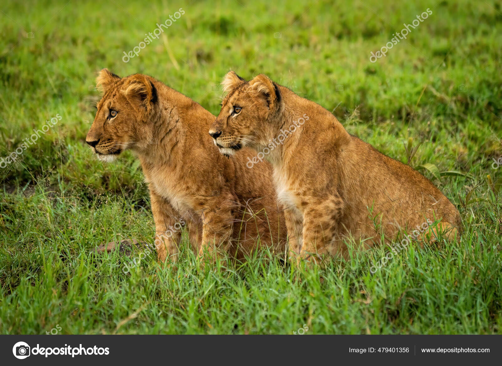 ライオンの子草の左を見ながら座って ストック写真 C Nicholas Dale