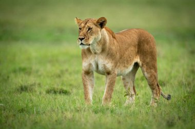 Dişi aslan, kısa çimenlerin üzerinde durup sola bakıyor.