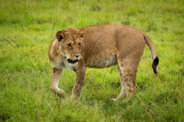 Dişi aslan, dönüp bakmak için patisini kaldırıyor.