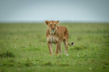 Dişi aslan otlağın ortasında duruyor.