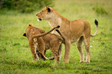 Dişi aslan, çimenlerde oynayan yavruların yanında durur.