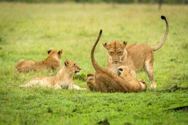 Dişi aslan, başkaları tarafından dövüştürülür.