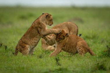 Aslan yavruları birbirlerini çimenlerde tokatlar.