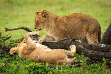 Aslan yavruları düşmüş dalların yanında kavga ediyorlar.