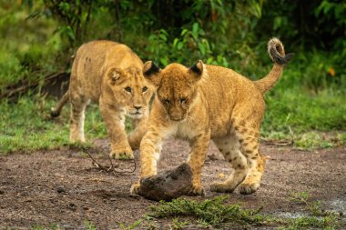 Aslan yavrusu bir diğerinin kayayla oynamasını izliyor.