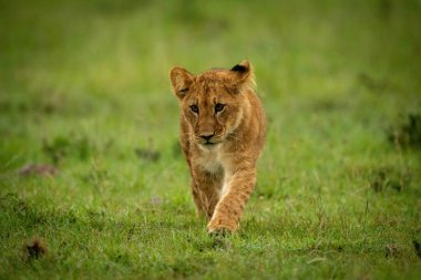 Aslan yavrusu çimenlerde yürür, sola bakar.