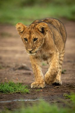 Aslan yavrusu toprak kaldırma patisi üzerinde yürüyor