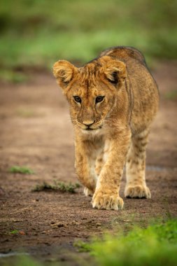 Aslan yavrusu toprağı kaldırarak yürüyor.