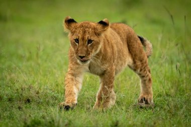Aslan yavrusu çimenlerde yürüyor, dudak yalıyor.