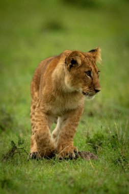 Aslan yavrusu çimenlerin üzerinde yürüyordu.