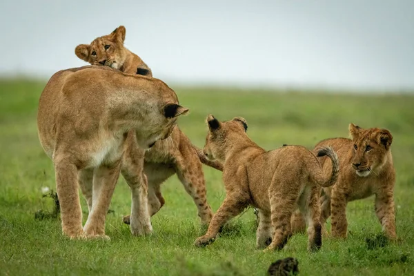 Leeuwin Staat Vechten Met Drie Welpen — Stockfoto