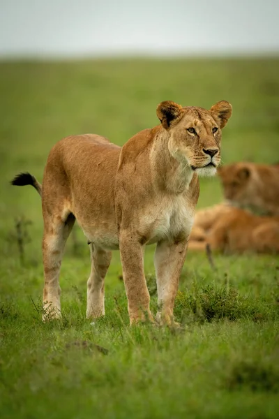 Löwin Steht Auf Rasenfläche Der Nähe Von Jungen — Stockfoto
