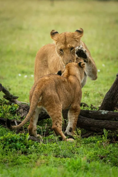 雌ライオンは平手打ち子に足を持ち上げる立っている — ストック写真