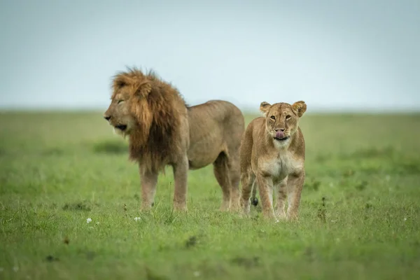 Lioness stands licking lips with male lion