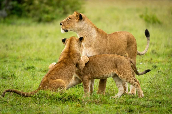 Löwin Steht Jungen Die Auf Der Weide Spielen — Stockfoto