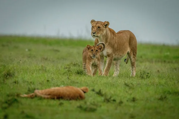 Lioness Stands Cub Walks Another — Stock Photo, Image