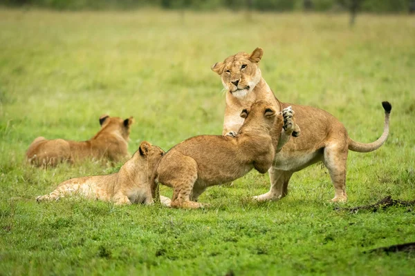 Lioness Plays Cub Hind Legs — Stock Photo, Image