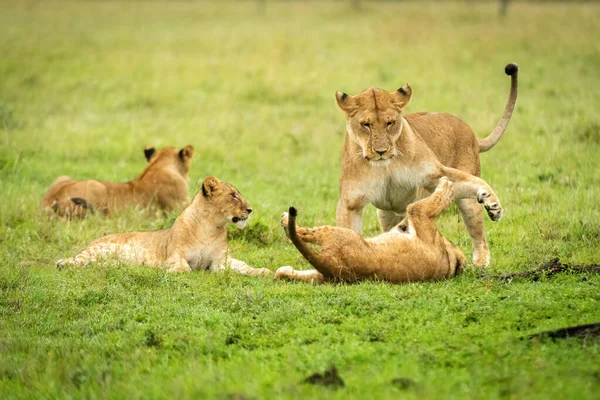 암사자는 새끼와 새끼와 싸움을 — 스톡 사진