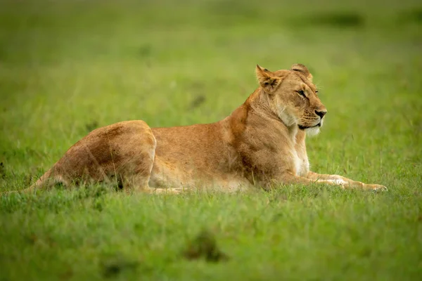 Leona Encuentra Hierba Corta Mirando Fijamente — Foto de Stock