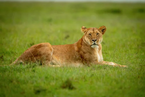 Leona Encuentra Cámara Observación Hierba — Foto de Stock