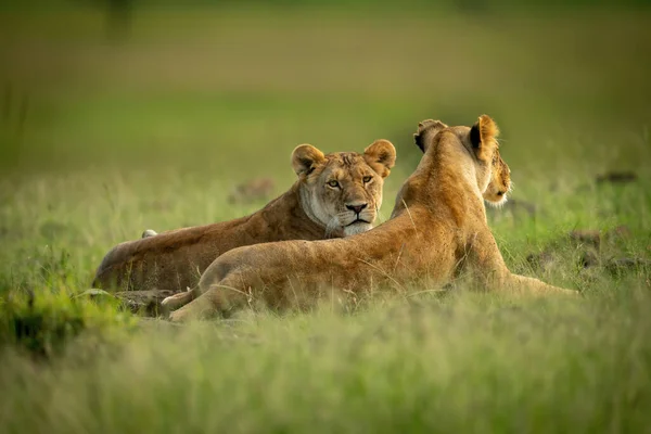 Löwin Lügt Und Blickt Einem Anderen Über Den Rücken — Stockfoto