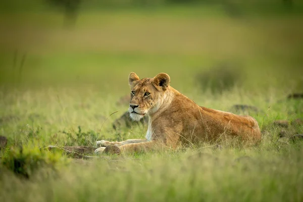 Lioness Lies Facing Left Short Grass — Stock Photo, Image