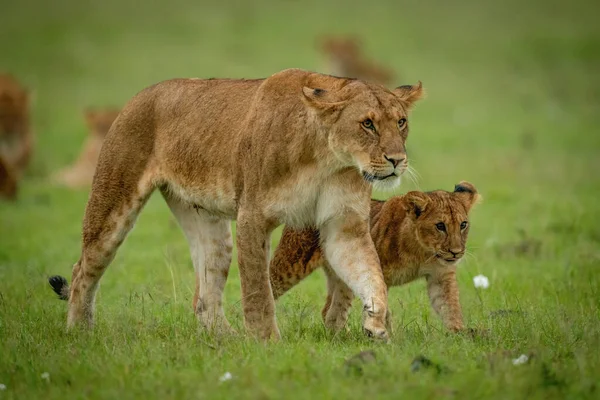 Lwica Młode Krzyżujące Sawannę Kroku — Zdjęcie stockowe