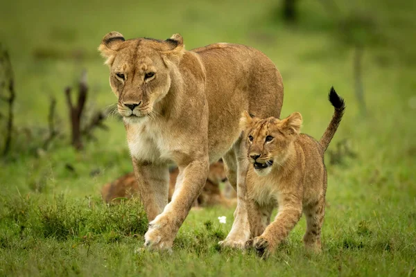 Löwin Und Jungtier Kreuzen Gras Gleichschritt — Stockfoto