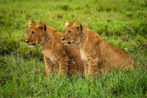 Löwenjunge Sitzen Gras Und Starren Nach Links — Stockfoto
