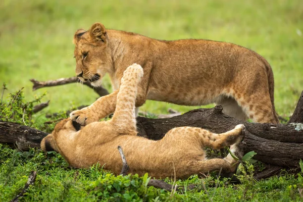 León Cachorros Bofetada Entre Por Rama —  Fotos de Stock