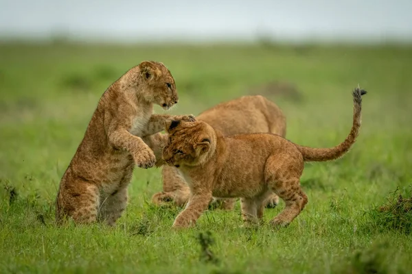 León Cachorros Bofetada Uno Otro Cerca Hermano —  Fotos de Stock