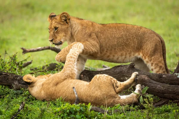 Lion Cubs Play Fighting Fallen Branch — Stock Photo, Image