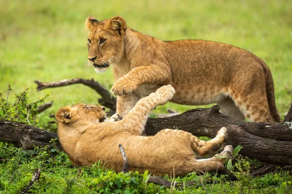 Lion cubs play fight by fallen branch