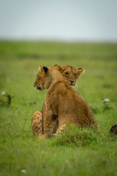 Löwenbabys Sitzen Einander Gegenüber — Stockfoto