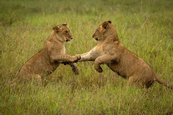 Filhotes Leão Patas Traseiras Grama — Fotografia de Stock