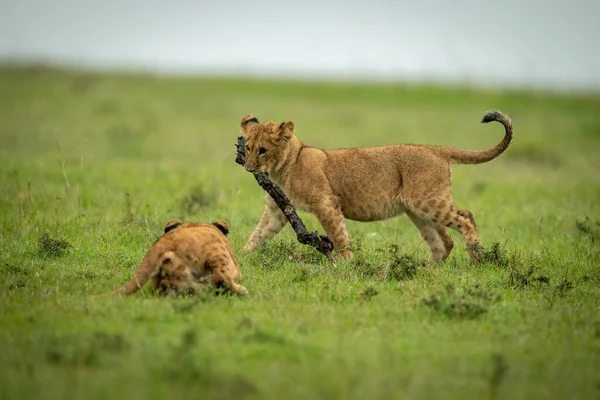 Lion Cub Regarde Une Autre Marche Avec Bâton — Photo