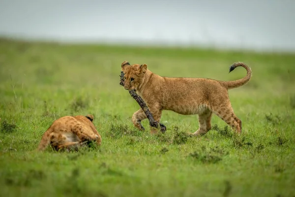 Lion cub walks past another with stick