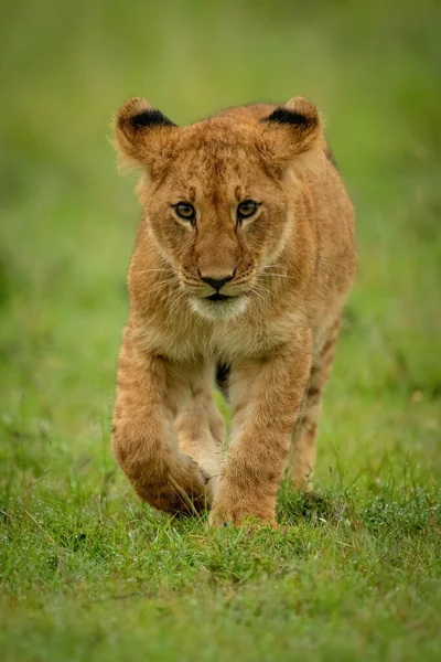 Lví Mládě Kráčí Směrem Zvedající Tlapě — Stock fotografie