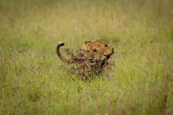 Löwenjunges Läuft Mit Ast Durch Gras — Stockfoto
