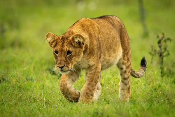 狮子宝宝走在草地上 举起爪子 — 图库照片