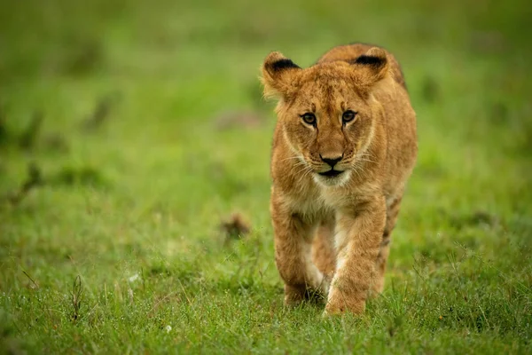 狮子宝宝在草地监视摄像头中行走 — 图库照片