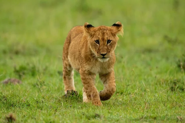 Löwenjunges Läuft Auf Gras Kamera — Stockfoto