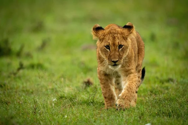小狮子在草丛中行走 — 图库照片
