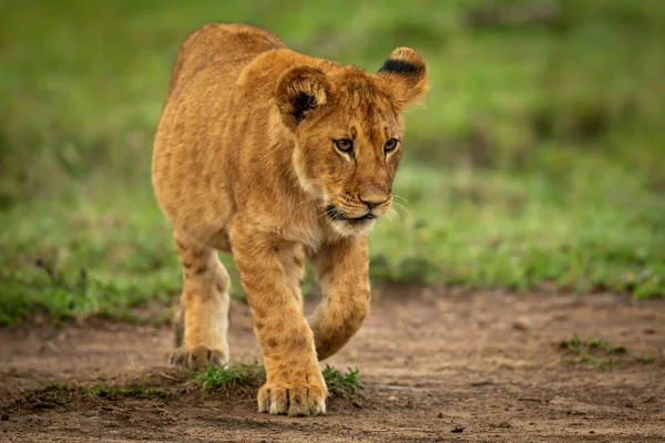ライオンの子は足を上げて泥の上を歩く — ストック写真