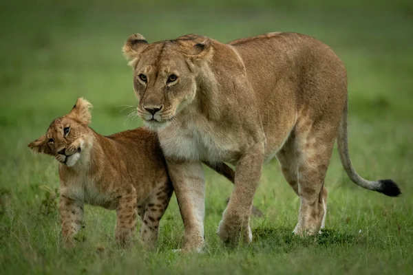 ライオンの赤ちゃんはライオンの揺れ頭の横に歩く — ストック写真