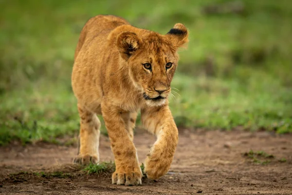狮子宝宝走在泥土堆起的爪子上 — 图库照片
