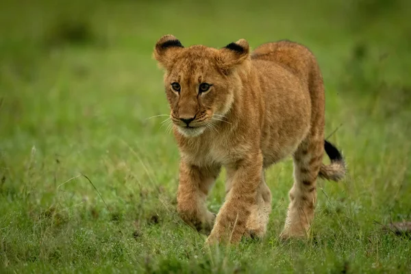 Lion Cub Περπάτημα Στο Γρασίδι Ανύψωσης Πόδι — Φωτογραφία Αρχείου